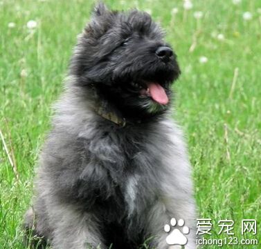 法蘭德斯畜牧犬的特點 勇敢又不缺乏穩重