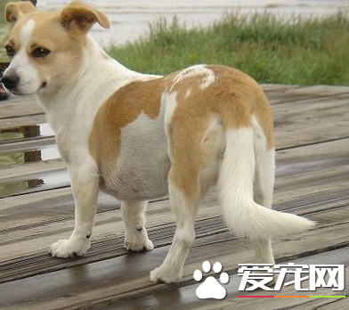 杰克羅素梗的身高體重 公母肩高都在12到14英寸