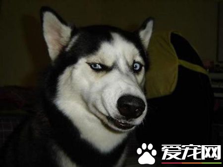 哈士奇幼犬怎么養 兩個月左右的哈士奇怎么養