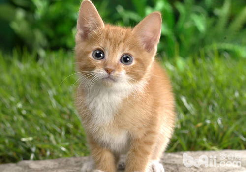 冬季<a href=/zhonglei/mao/ target=_blank class=infotextkey>貓</a>咪飼養注意事項有哪些