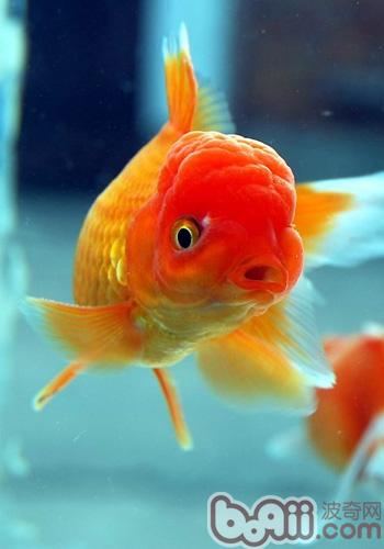 辦公室養<a href=/zhonglei/fish/ target=_blank class=infotextkey>魚</a>風水你知道多少