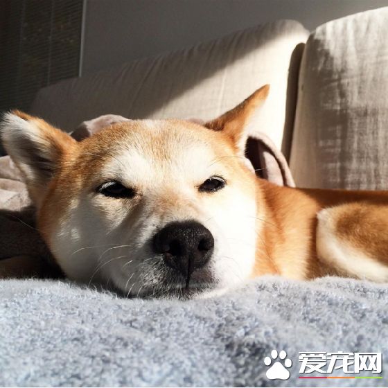 柴犬不吃狗糧怎么辦 柴犬不吃狗糧這兩招就可以搞定