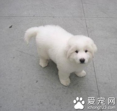 大白熊犬可以長多大 大白熊犬體型較大