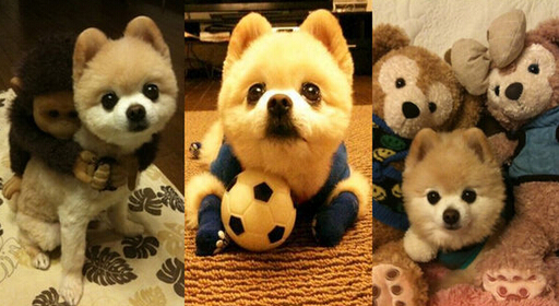 俊介犬能長多大 英系博美的可愛妝容