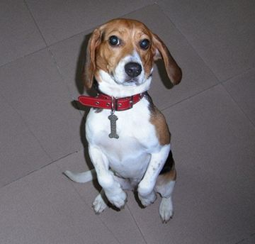哈利犬的特點 對其他<a href=/zhonglei/gou/ target=_blank class=infotextkey>狗</a>有攻擊傾向