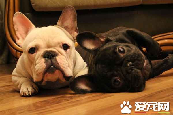 法國斗牛犬體味大嗎 法國斗牛犬一般體味很小