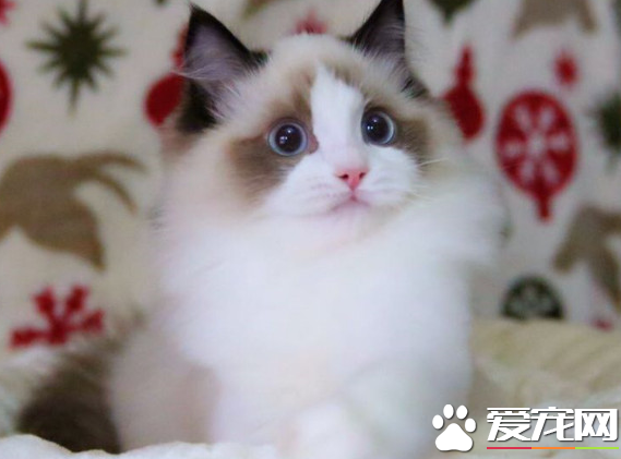 不純的布偶貓與純的有什么區別 純種布偶貓要這么看