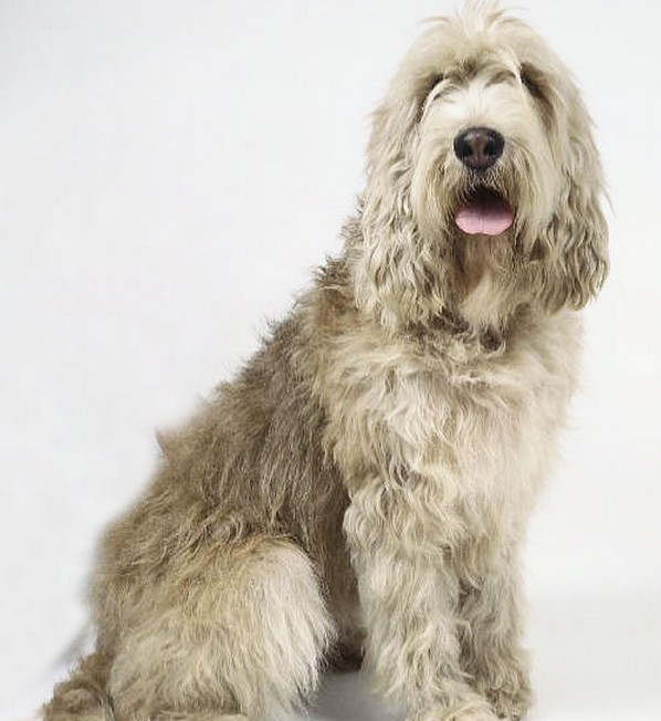 奧達獵犬的性格 偵探獵犬的后裔