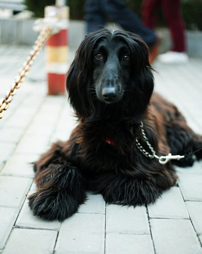 阿富汗獵犬特點 <a href=/ target=_blank class=infotextkey>寵物</a>中的各種排名