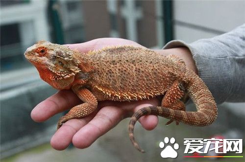 鬃獅蜥壽命 鬃獅蜥壽命在7到10年左右