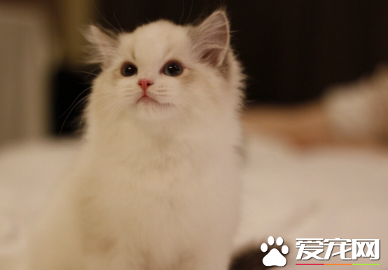 布偶貓都能長這么大嗎 布偶貓原來能長這么大