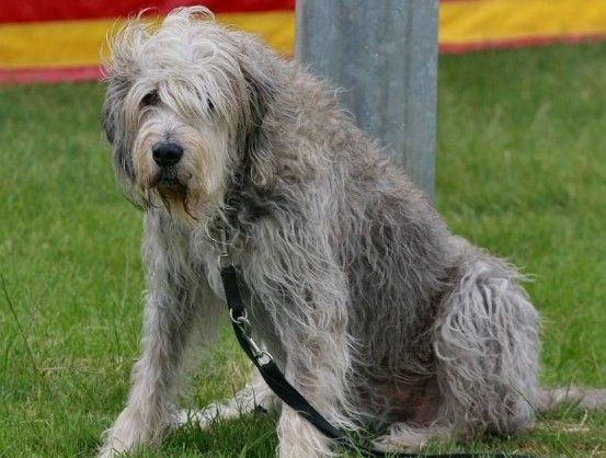 奧達獵犬的形態特征 FCI標準好嚴苛
