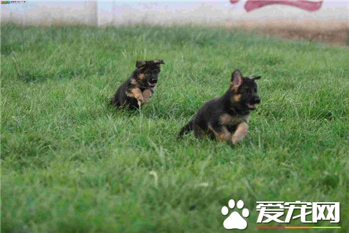 德國牧羊犬狗糧 德國牧羊犬狗糧怎么選