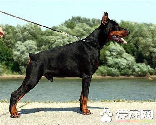 大型杜賓犬好養 在大型犬里是不好養的