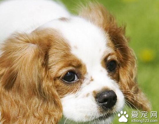 查理士王小獵犬的性格 面部有紳士風度的表情