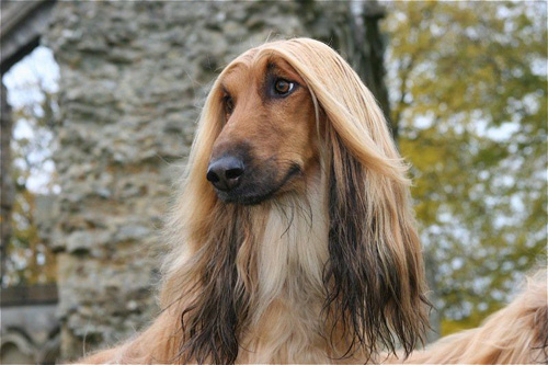 阿富汗獵犬聰明嗎 孤傲內斂是它的性格