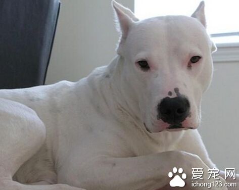 杜高犬性格 對于主人不但謙遜還很友好