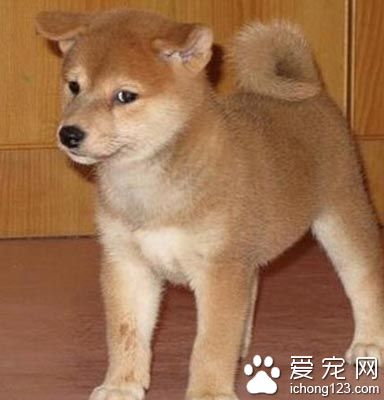 柴犬聰明嗎 該犬是特別適合家里養的