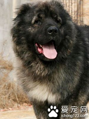 高加索犬智商 曾作為巡邏犬守護邊境