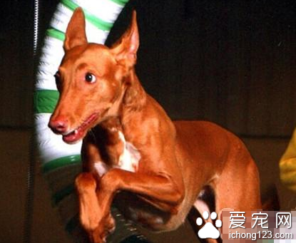 法老王獵犬的形態特征 該犬血統高貴