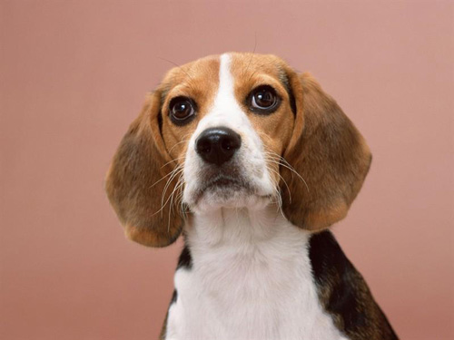 比格犬特點 大部分是帥哥和靚妹