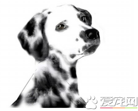大麥町犬會亂咬人嗎 大麥町犬咬主人的情況