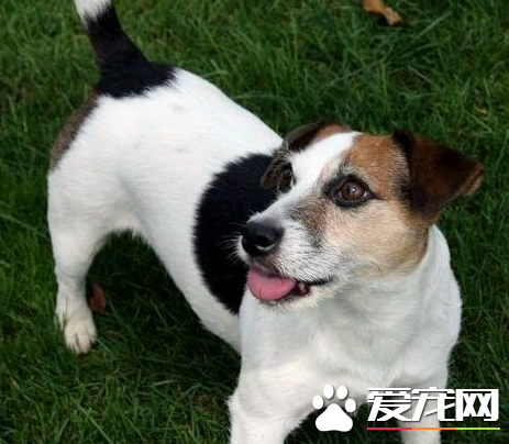 杰克羅素梗犬缺點 杰克羅素梗犬容易興奮