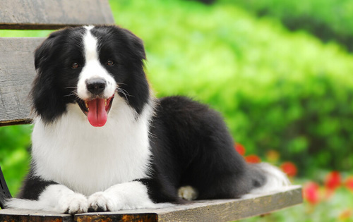 邊境牧羊犬智商 有一個五歲小孩的智慧