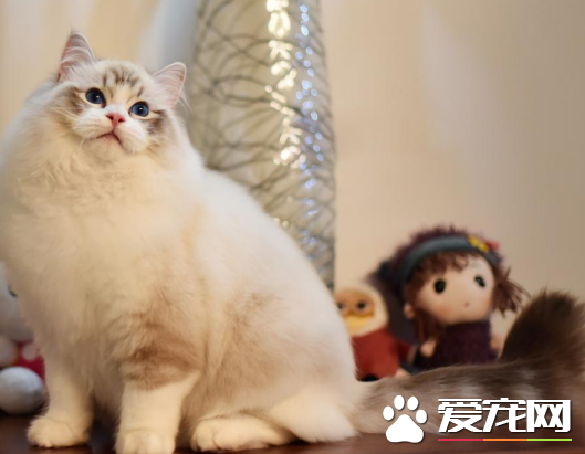 布偶貓取什么名字  布偶貓取這個名字又乖又親人