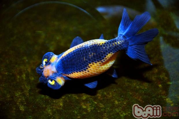 常見觀賞魚品種大全