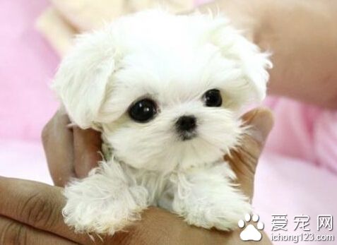 瑪爾濟斯犬的基本特征 飼養上應該注意哪些
