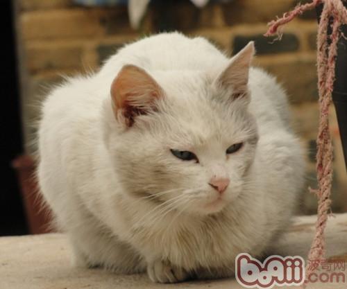 飼養新生幼貓要注意哪些要點