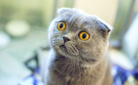 什么是折耳貓 折耳貓好飼養嗎