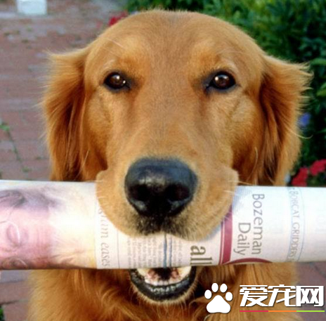 金毛獵犬和金毛尋回犬有什么不同 是同一個品種
