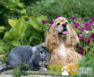 可卡犬屬于大型犬嗎 耳朵大是最大的特征