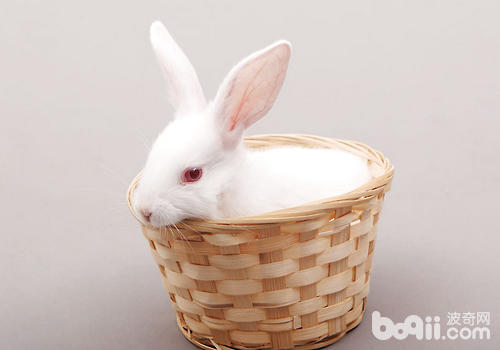 如何應對<a href=/zhonglei/chongwutu/ target=_blank class=infotextkey>兔</a>子攻擊性問題