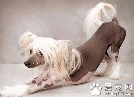 冠毛犬的性格 活潑開朗適合城市飼養
