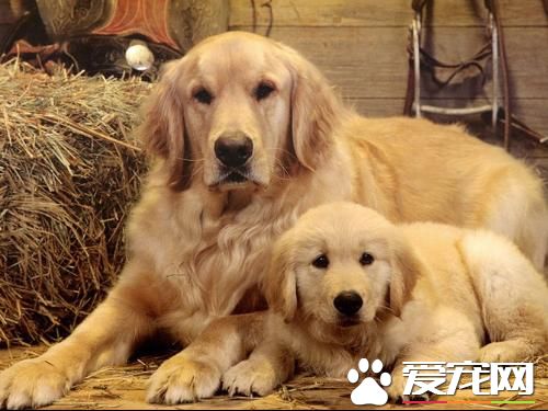 金毛尋回犬一般吃什么 金毛尋回犬主要吃什么