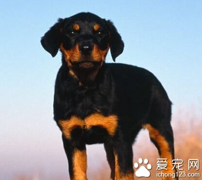 羅威納犬性格 聰明懂事且對主人絕對忠誠
