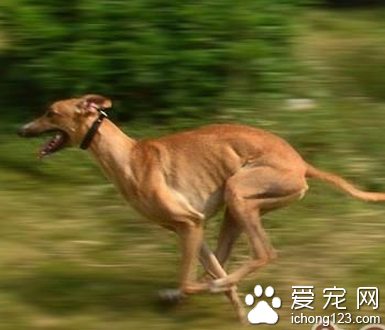 靈緹犬的性格 該犬非常的乖巧聰明
