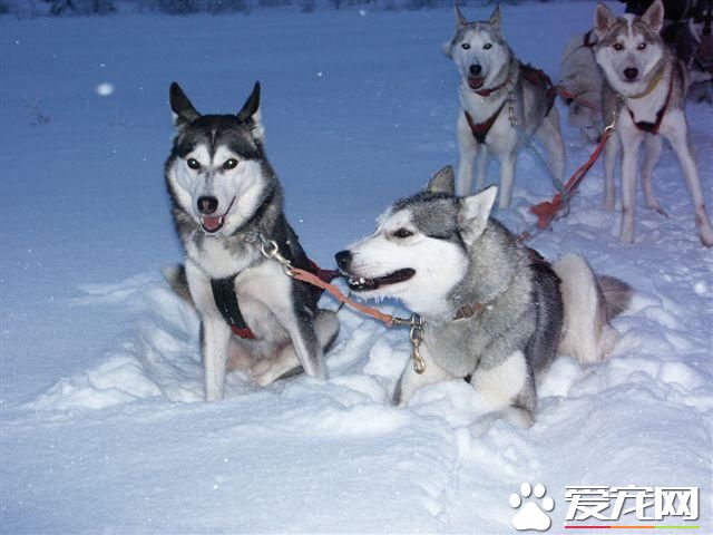 哈士奇幼犬吃什么狗糧好 麥頓狗糧是不錯的選擇