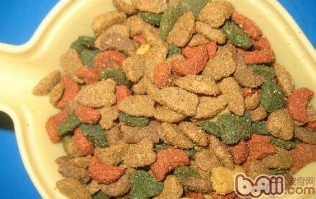 該如何喂養撿到的流浪貓