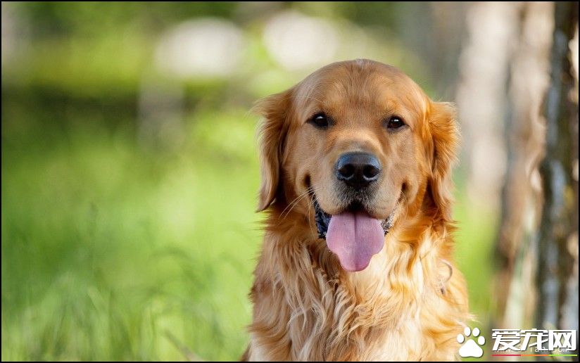 金毛尋回犬的特點 金毛犬喜歡玩耍和撒嬌