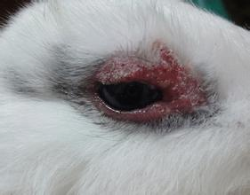 寵物兔的飼養與疾病預防