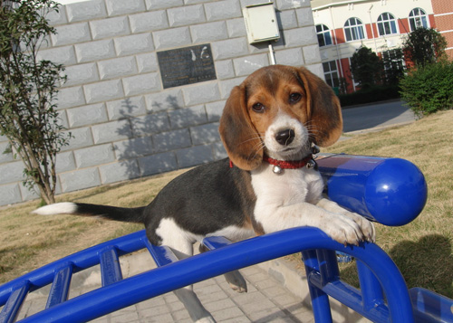比格犬壽命 最受歡迎寵物<a href=/zhonglei/gou/ target=_blank class=infotextkey>狗</a>前十位