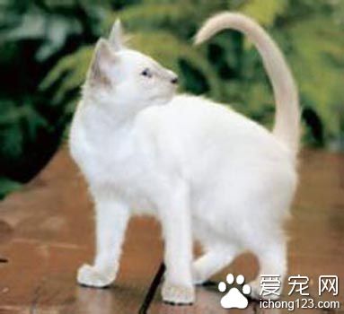 巴厘貓的性格 它們的叫聲比較柔和