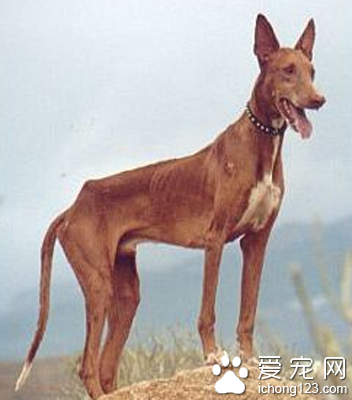 法老王獵犬黏人程度 該犬性格比較獨立