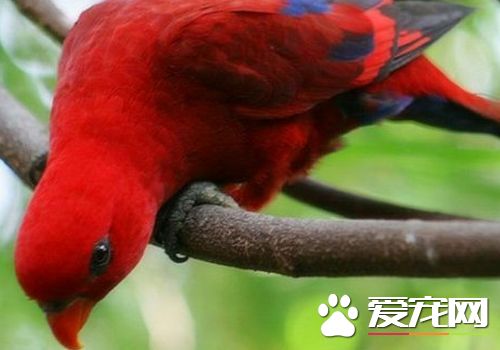 紅色吸蜜鸚鵡怎么樣 紅色吸蜜鸚鵡飼養容易