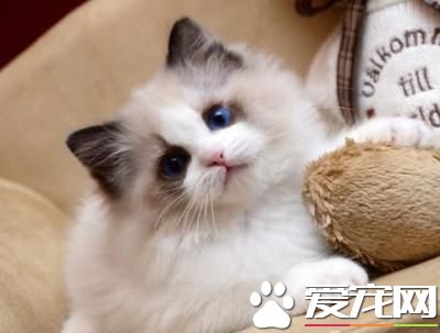 矮腳貓和布偶貓 矮腳貓和布偶貓哪個貴