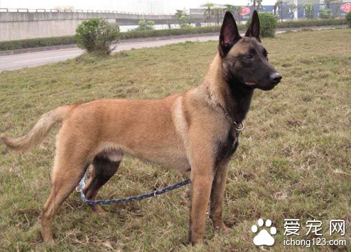 比利時馬林諾斯犬聰明嗎 排名第22位